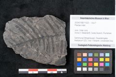 Foto (Objekt + Etikett) von Plantae indet.  (NHMW-GEO-2024-0188-11522)
